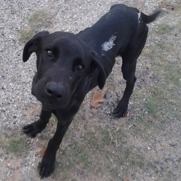 Meet your Posher, Riva Sue - Picture 4 of 13